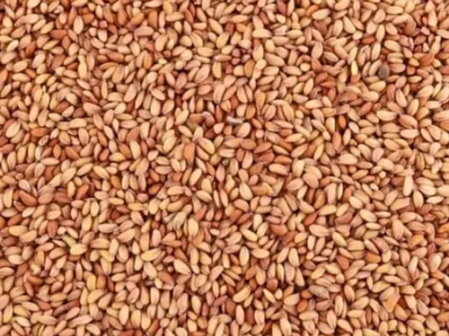 Qassimi Fenugreek Seeds