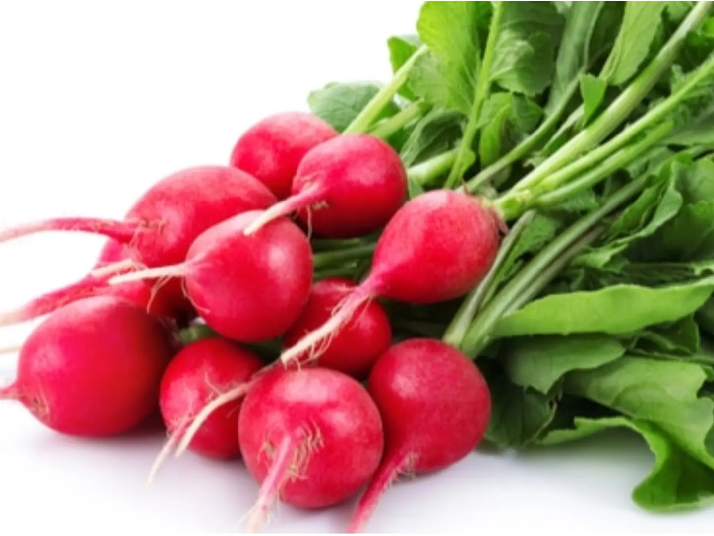 Red Radish