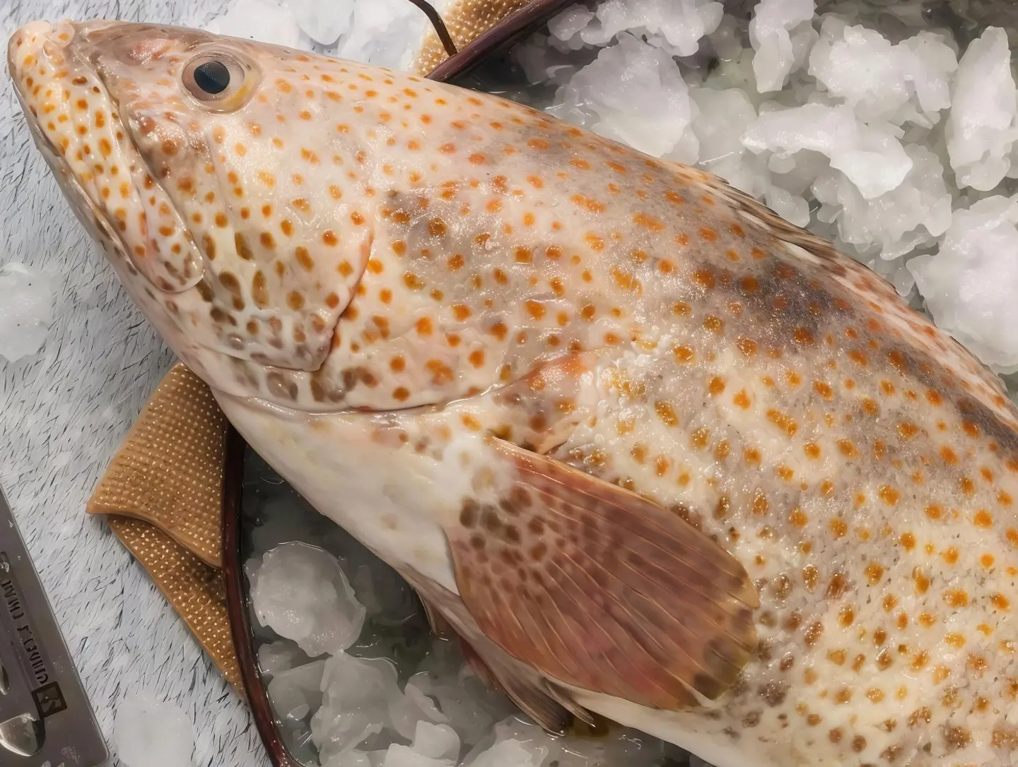 Arabian Grouper