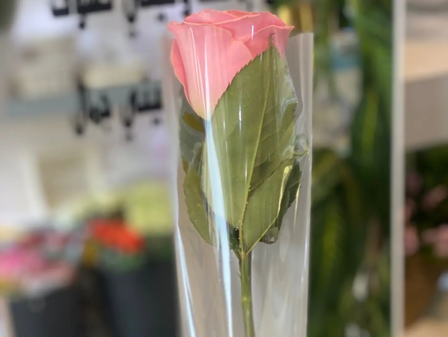 Pink Colored Rose Single