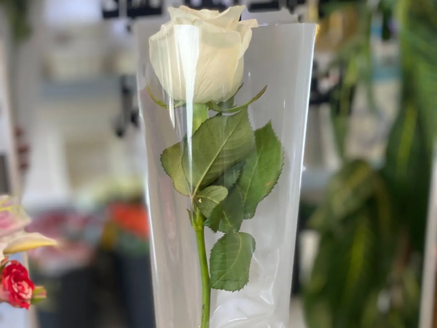 White Rose, One Piece