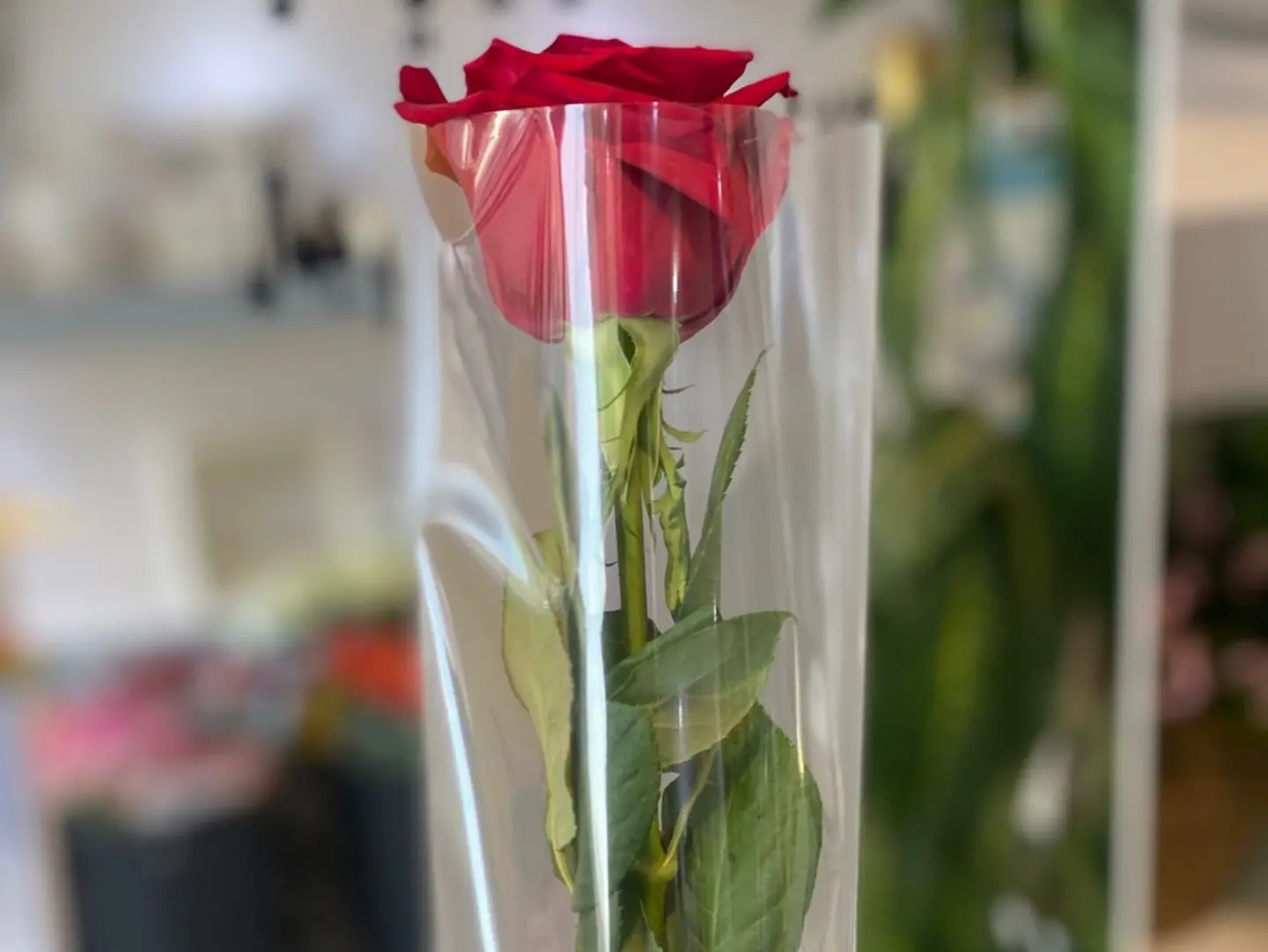 Single Red Rose