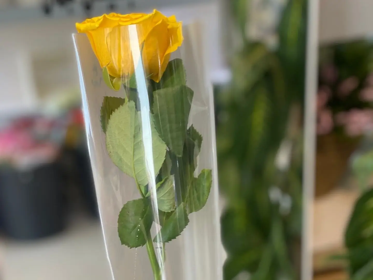 Yellow Rose, One Piece