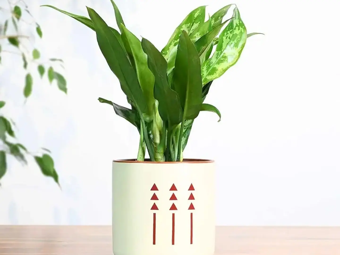 A Gift Of An Aglaonema Plant In A Salman Style Pot