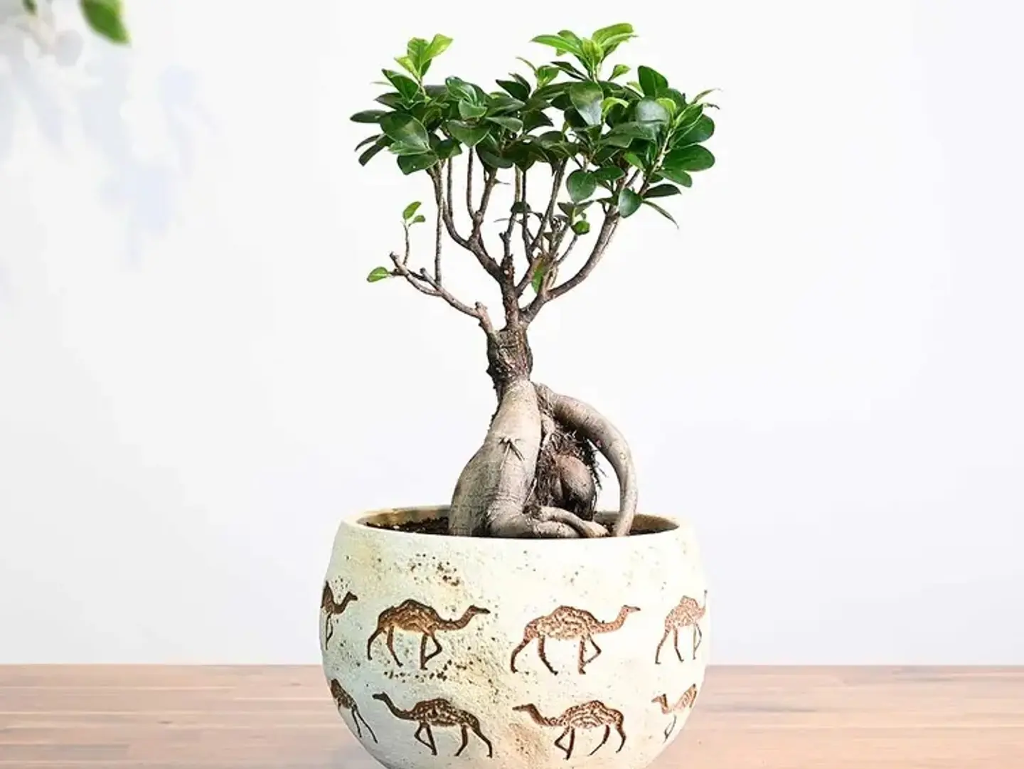 Bonsai Plant Gift In A Camel's Trough