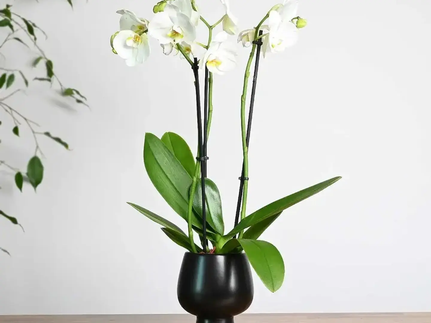 A White Orchid Plant In A Black Ceramic Pot