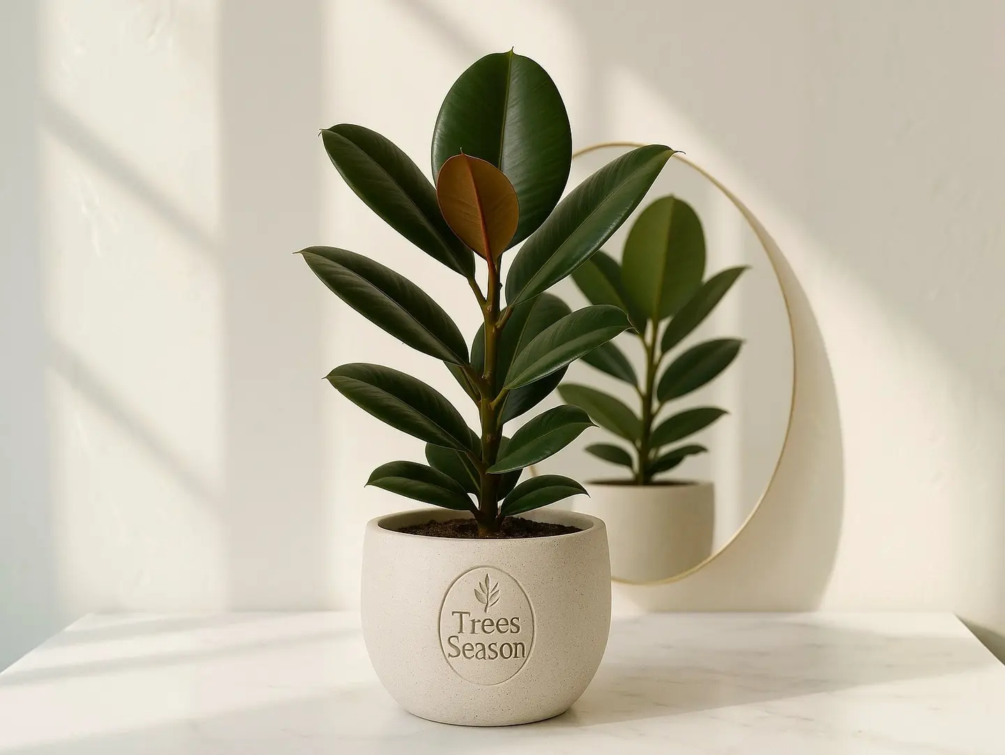 Royal Ficus Plant