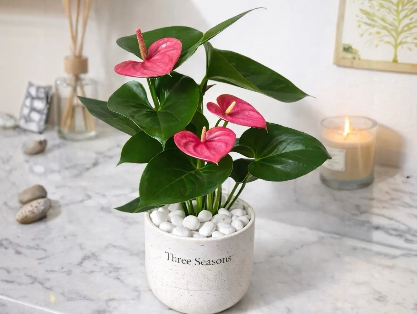Elegant Pink Anthurium
