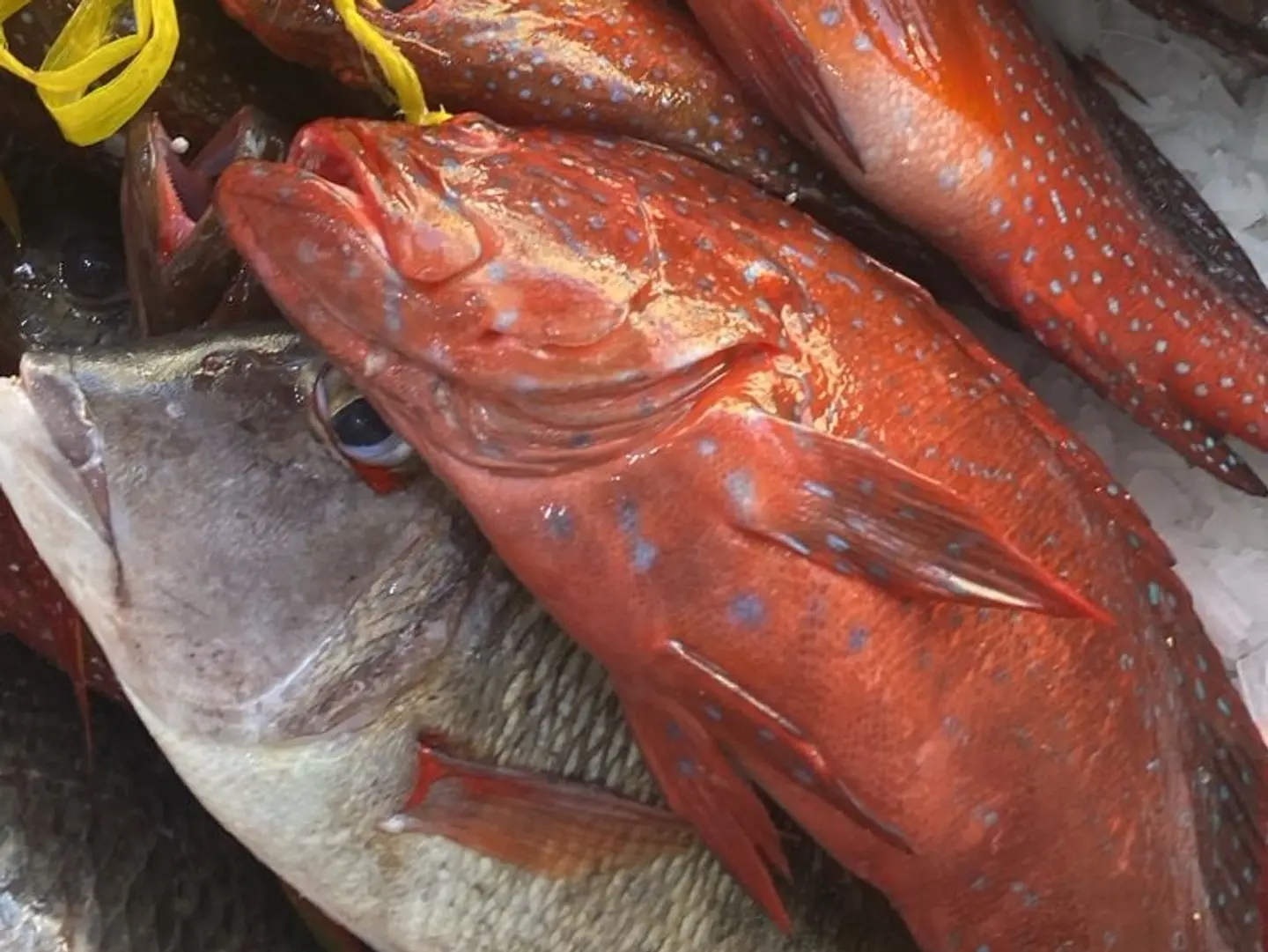 Najal Fish