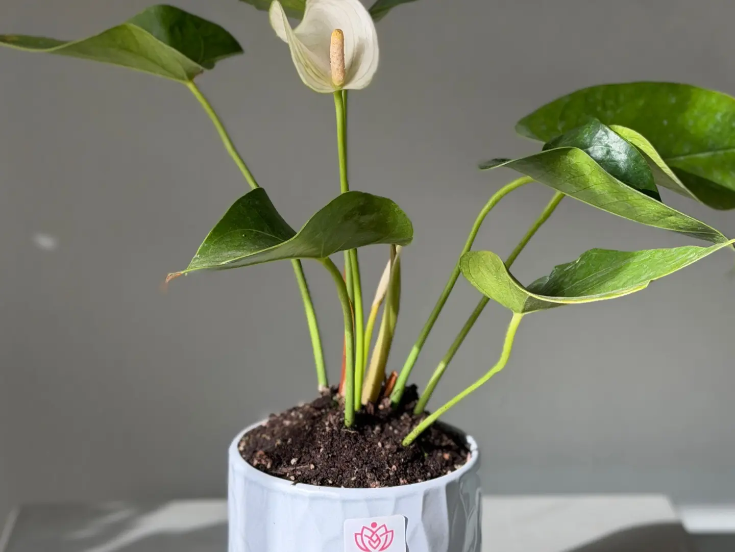 Natural Plants