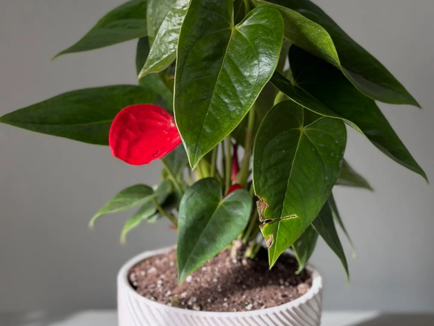 Natural Plants