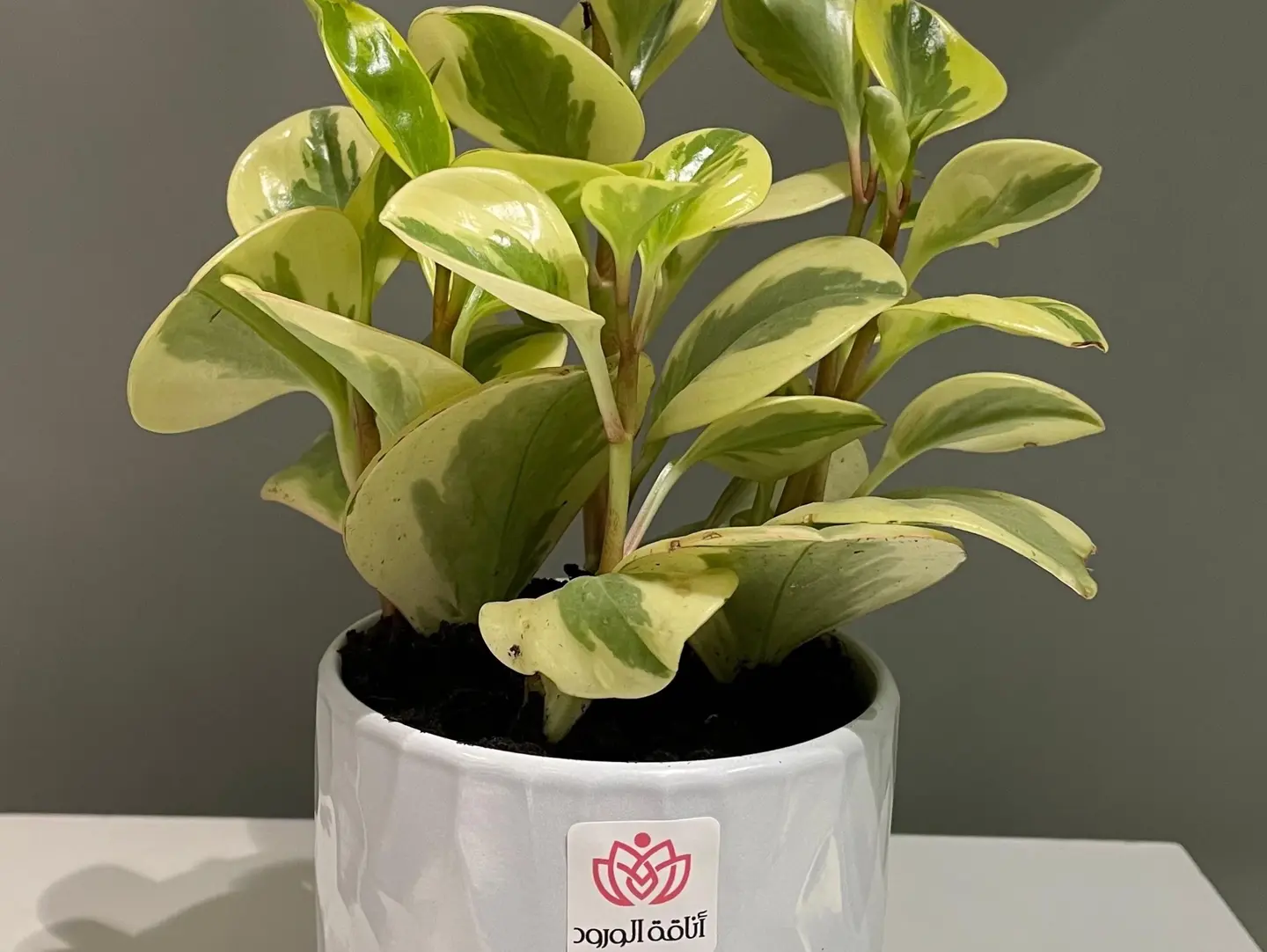 Natural Plant