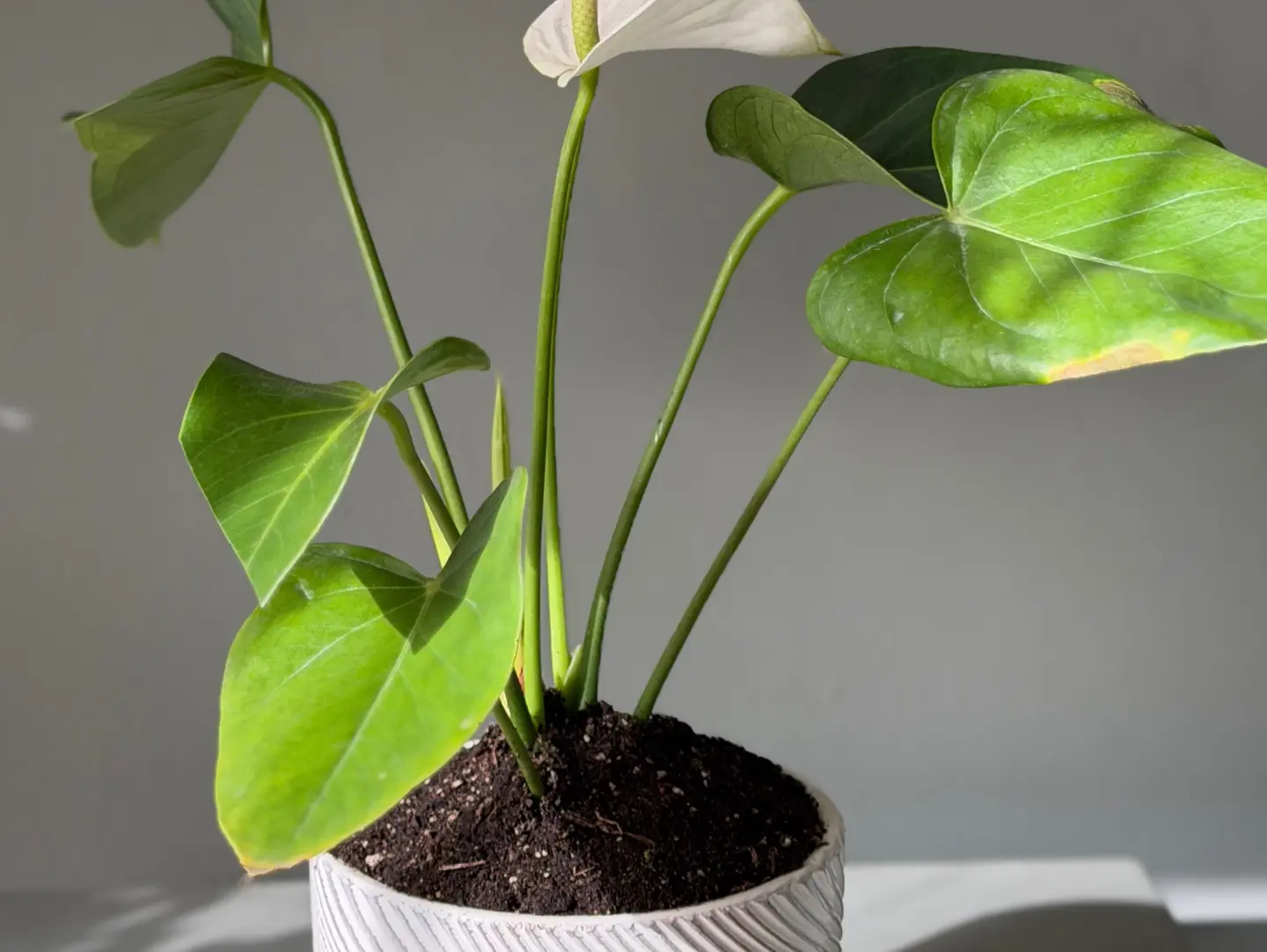 Natural Plants