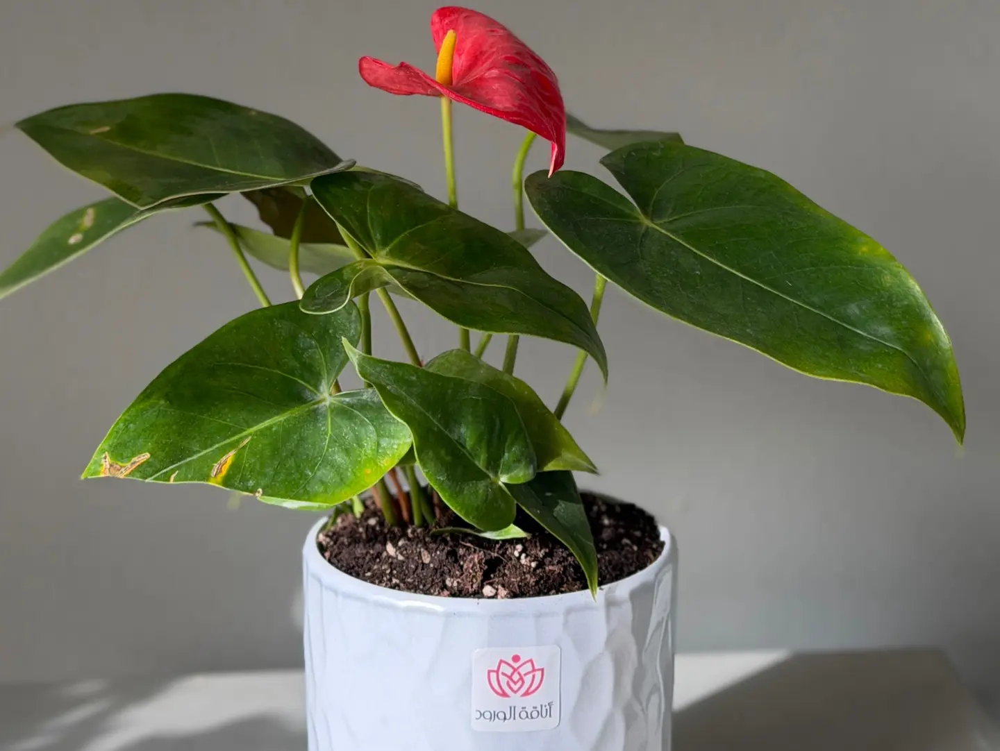 Natural Plants