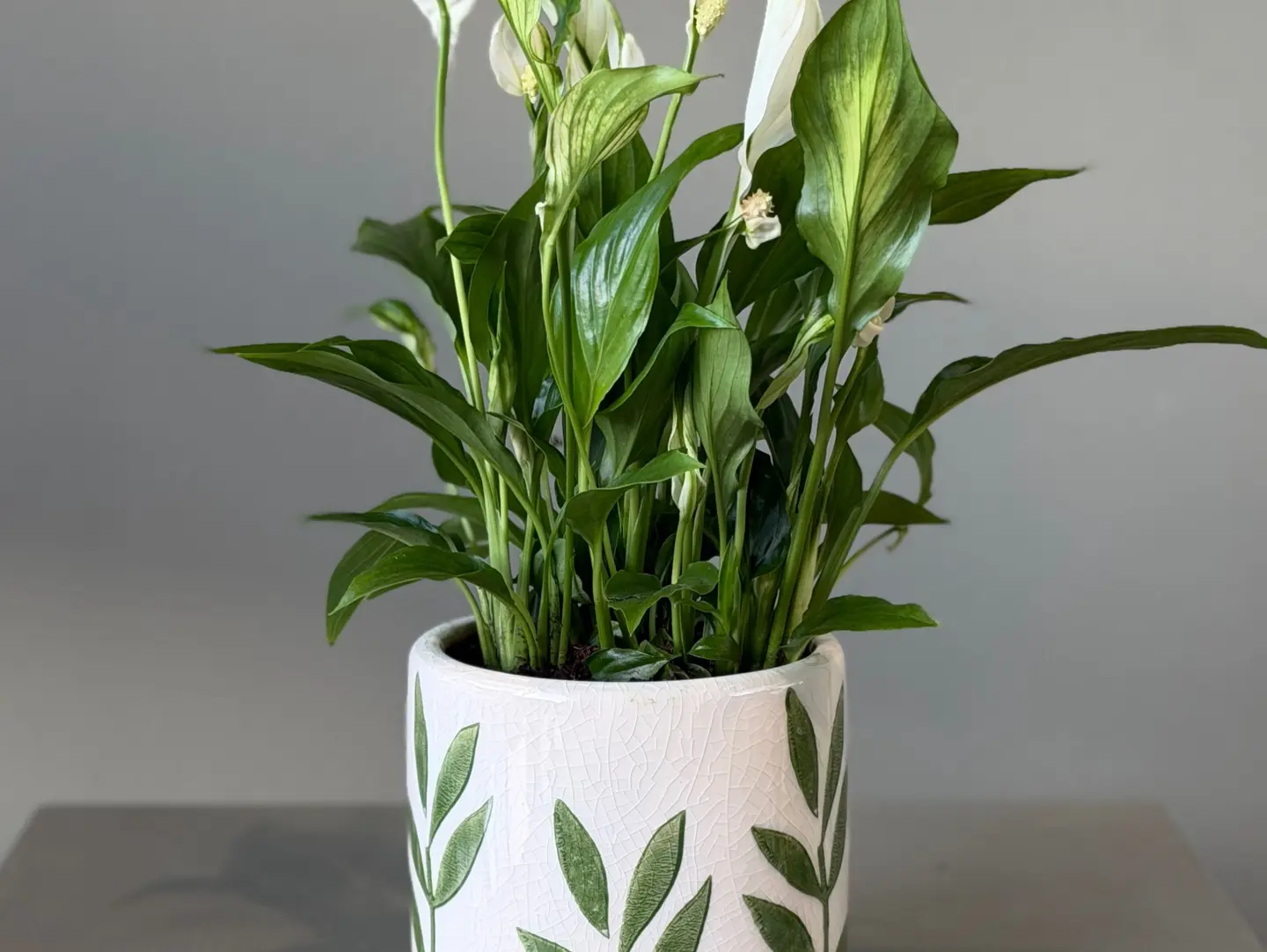 Plants