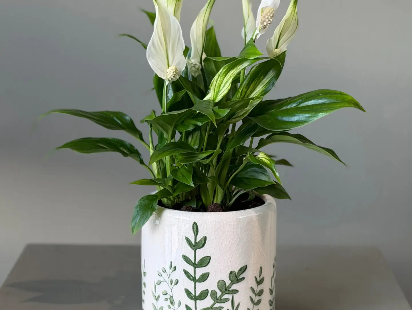 Plants