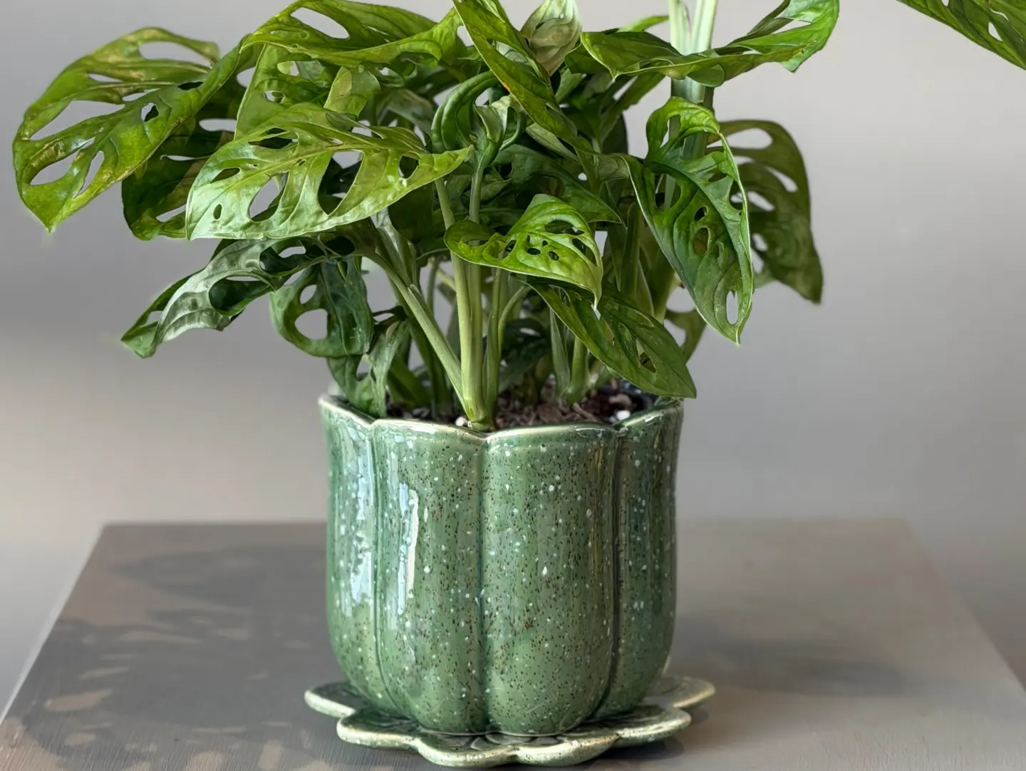 Plants