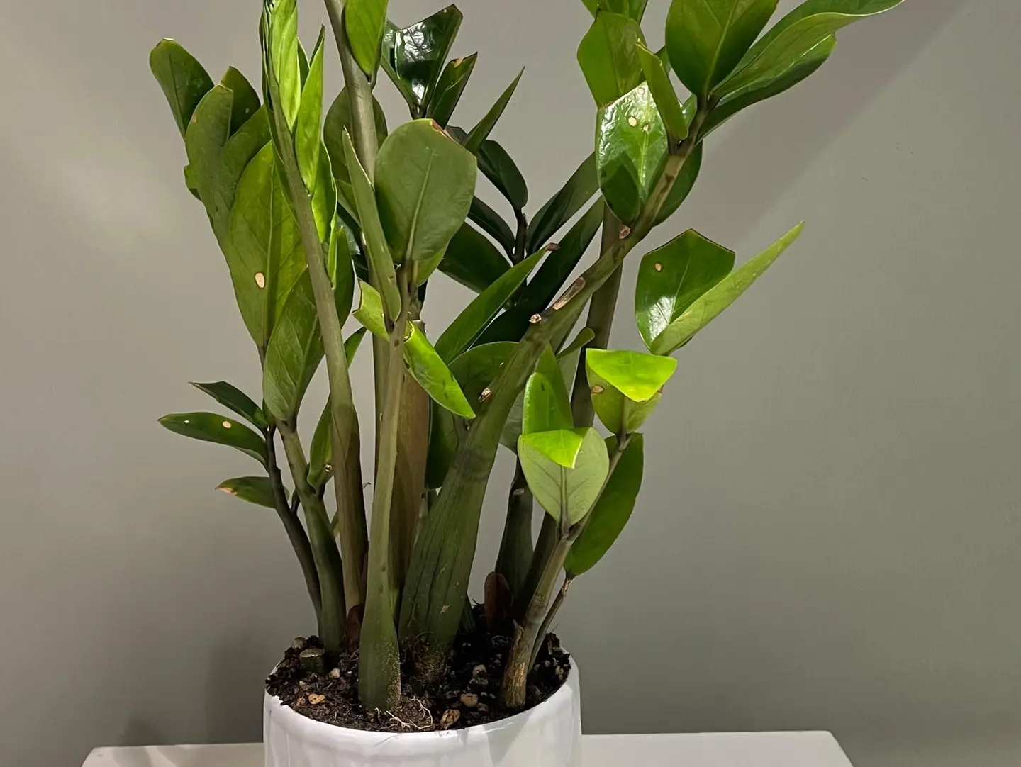 Natural Plants