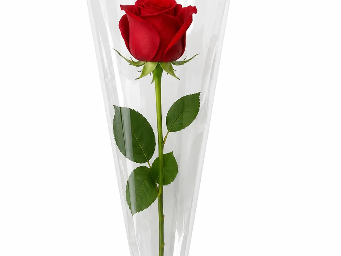 روز