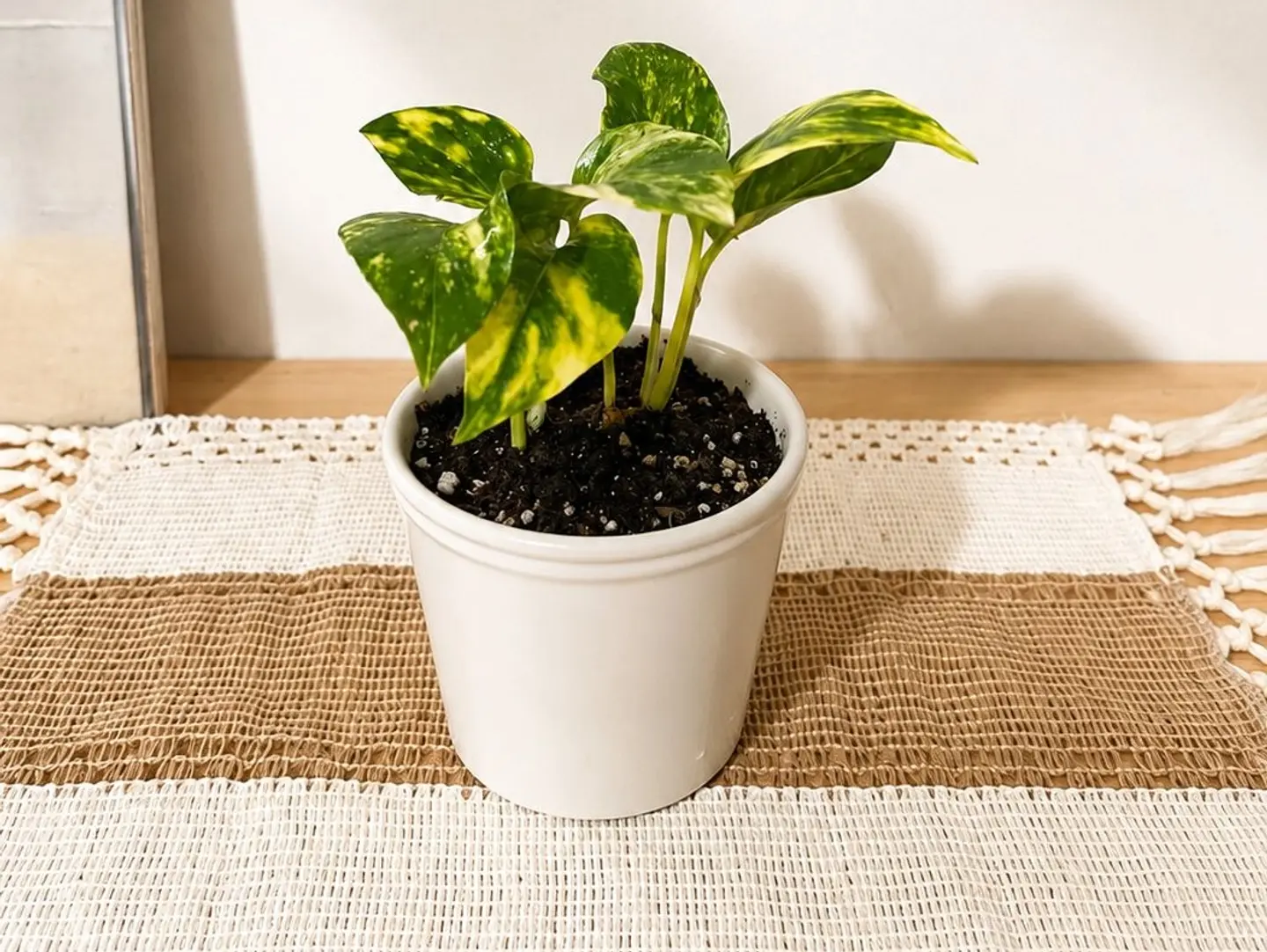 Pothos Sunshine