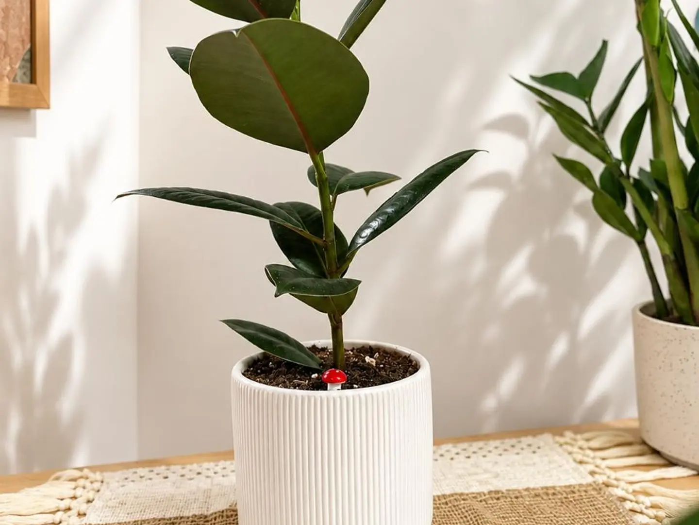 Robusta Elegance