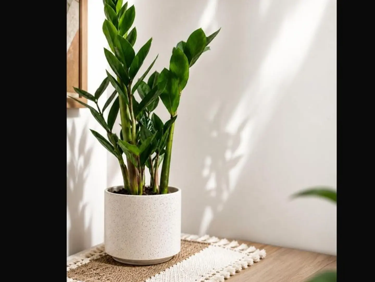 Zamioculcas Plant In A Pearl Ceramic Vase