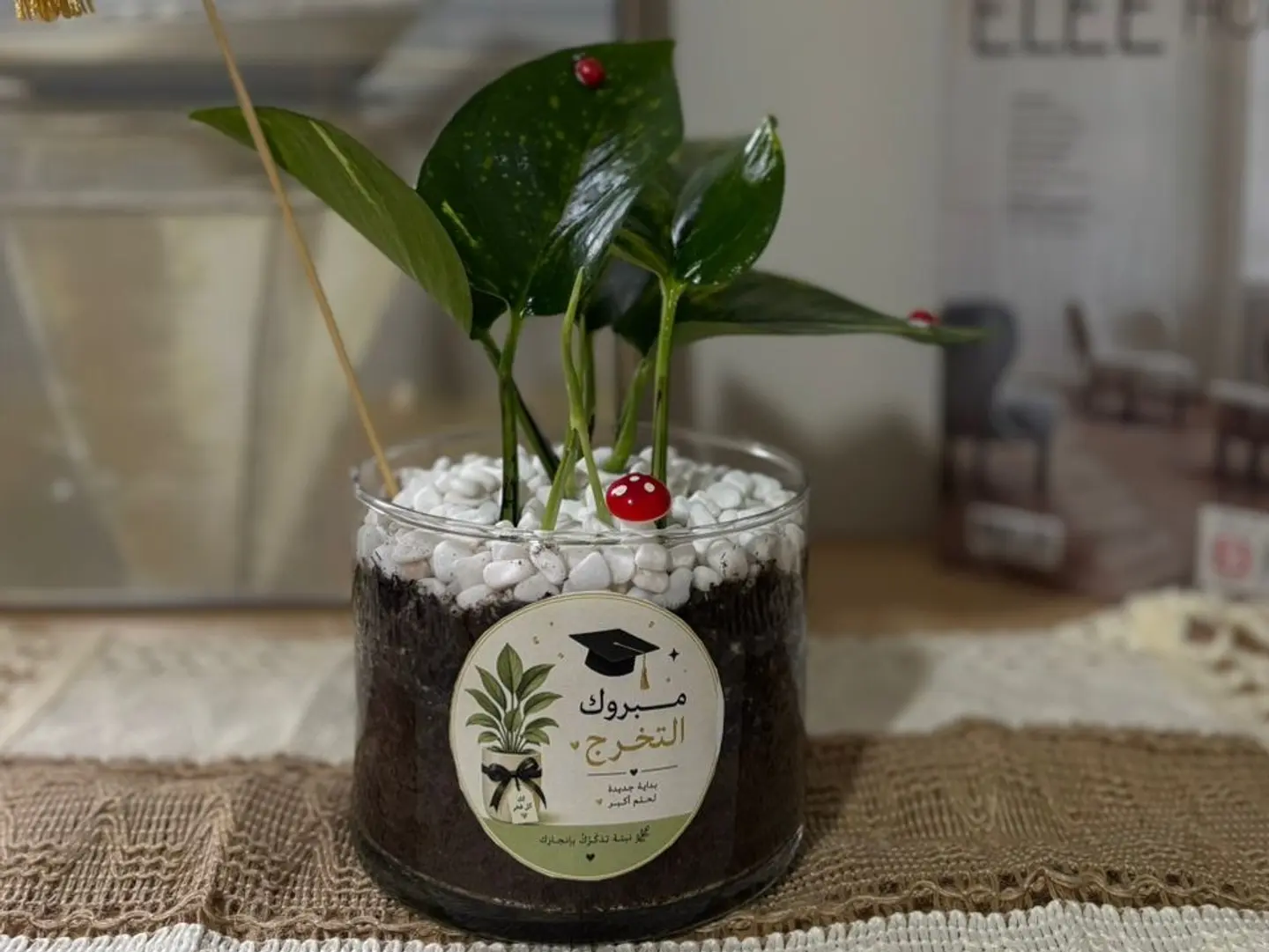 Graduation Joy Plant