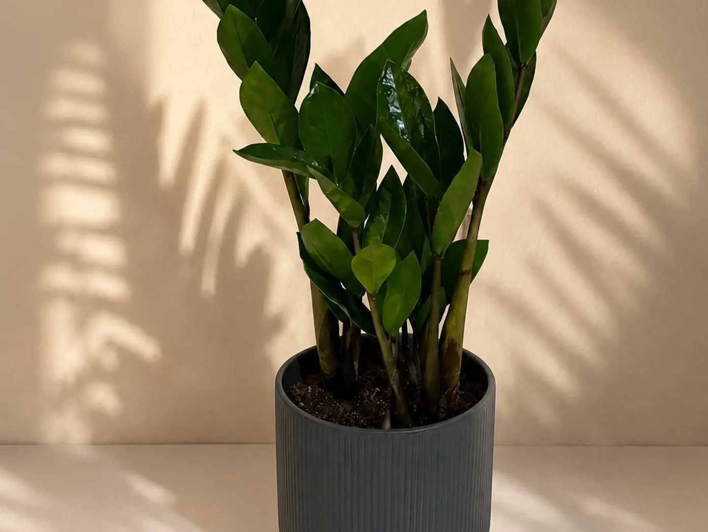 Zamia Luxe