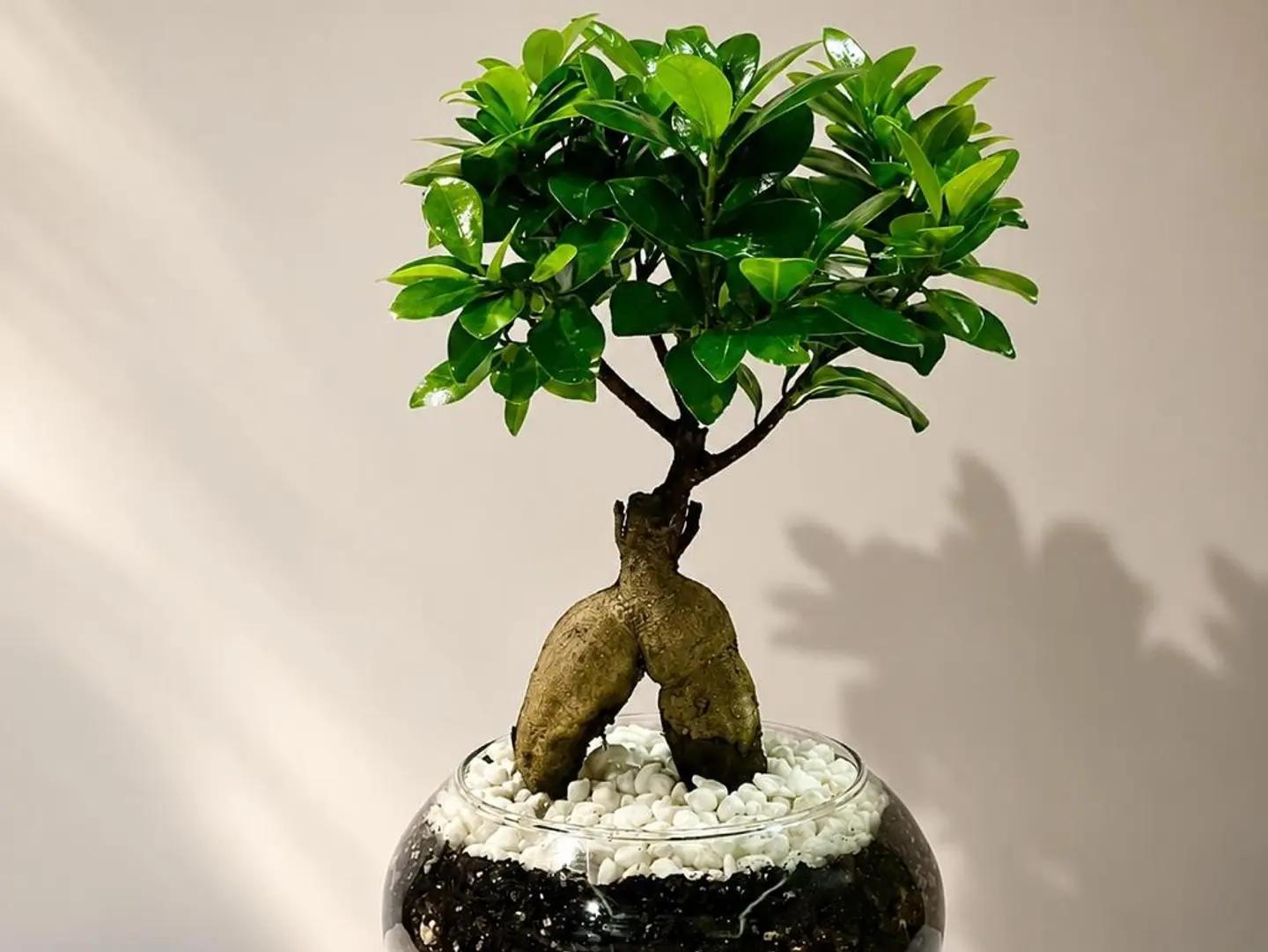 Bonsai 1