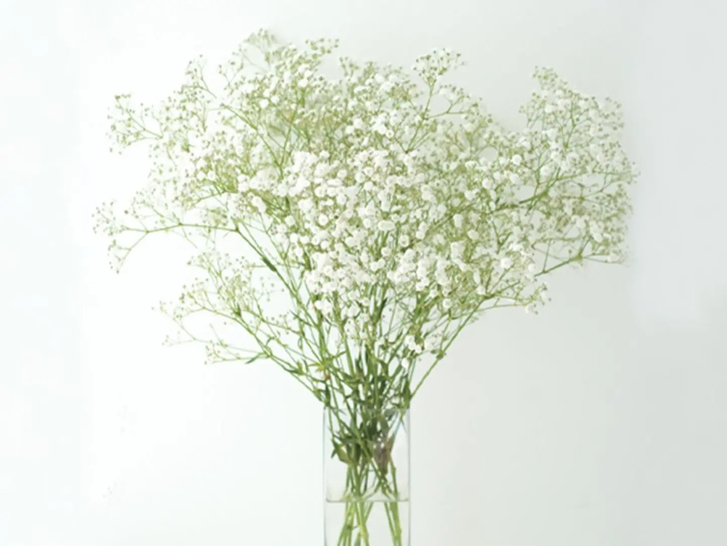 White Gypsophila Vase