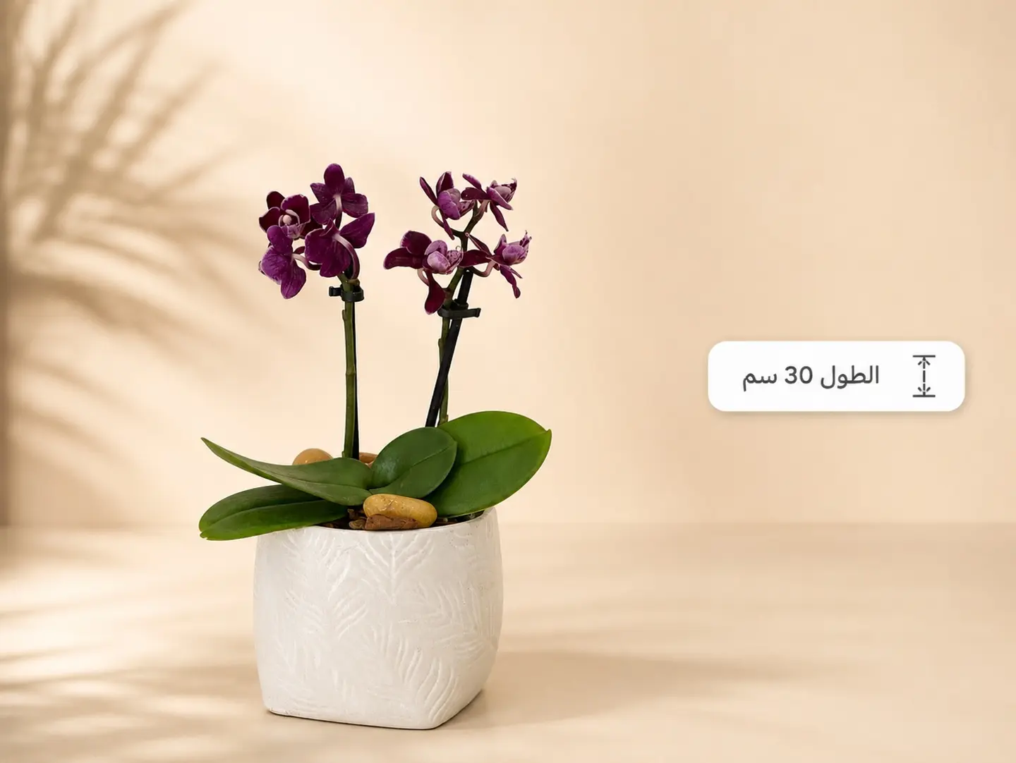 أوركيد بنفسجي بمركن أبيض