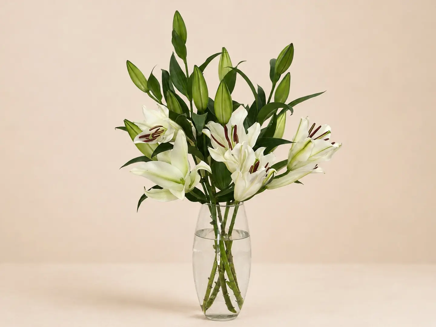 Vasa White Casablanca Lily