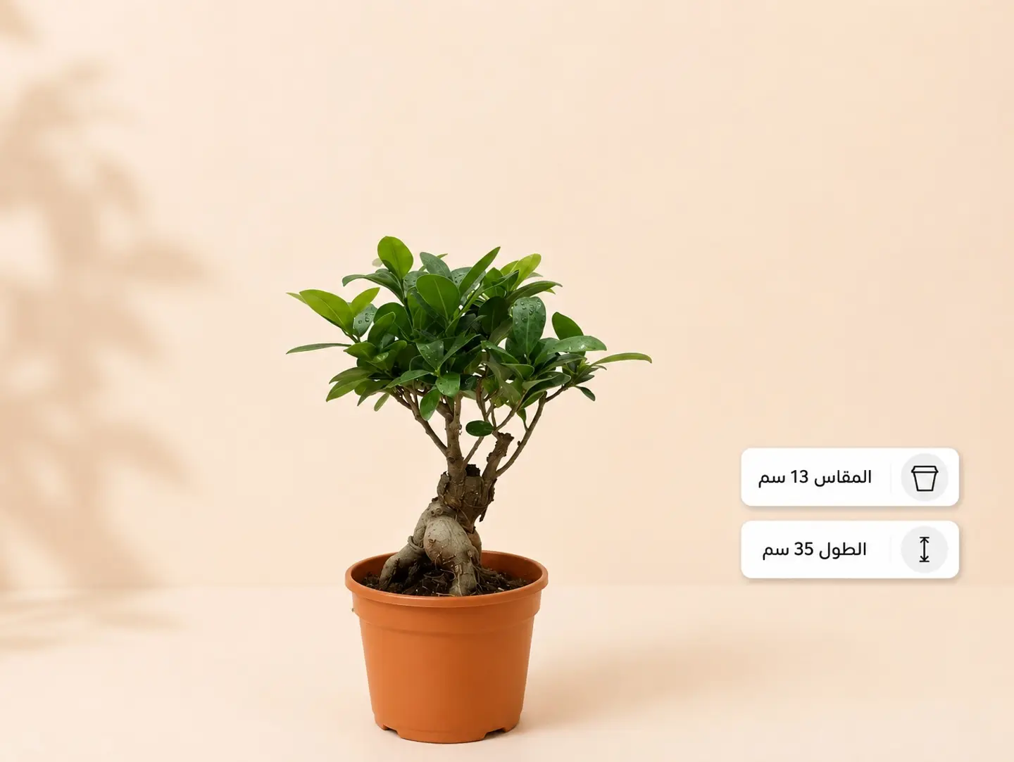Ficus Ginseng Bonsai