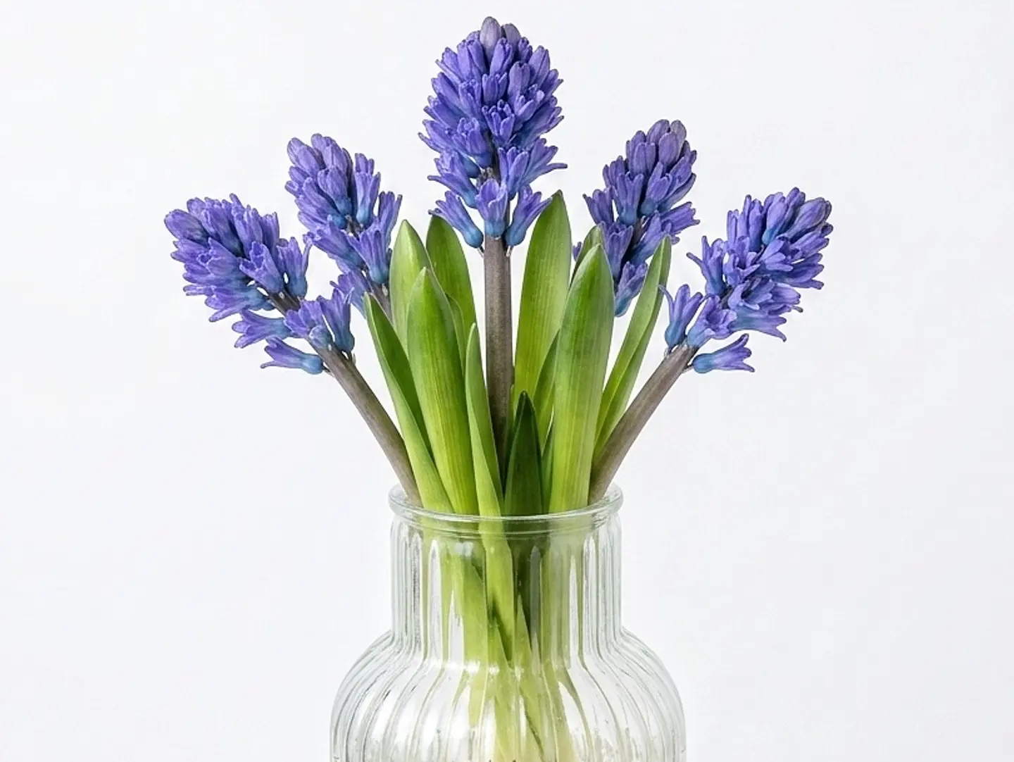 Lavender Hyacinth Vase