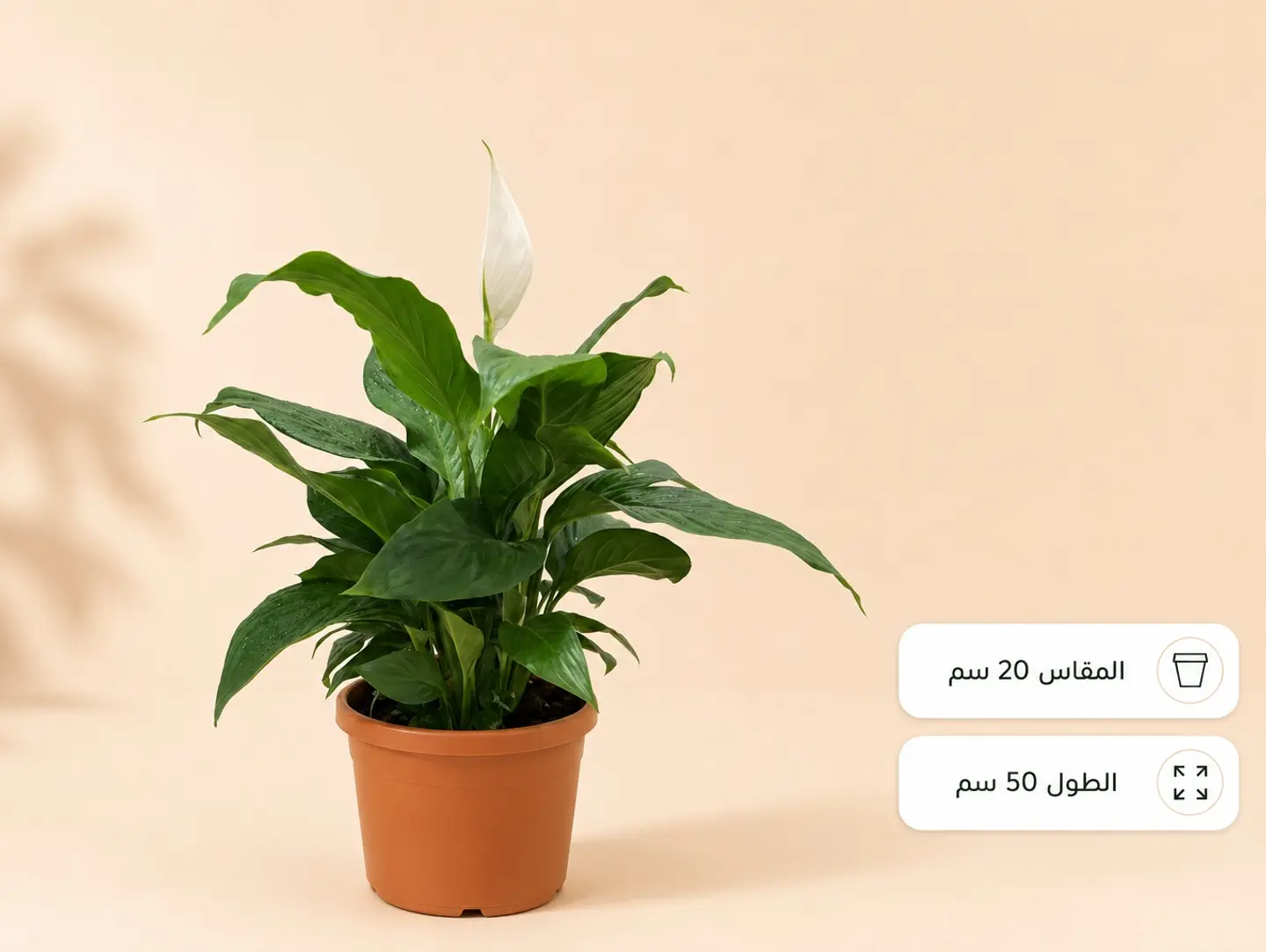 Spathiphyllum