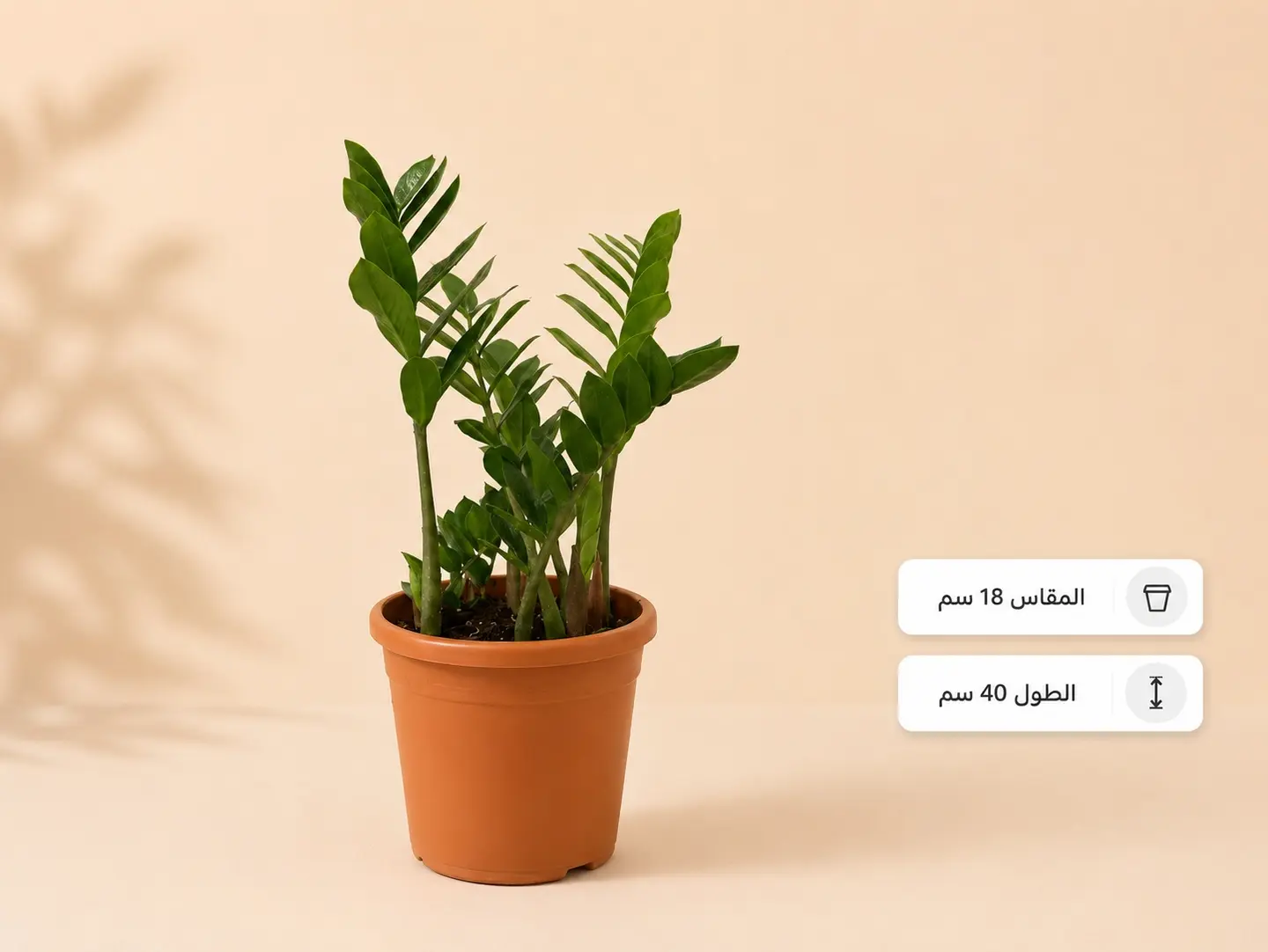 Zz Plant