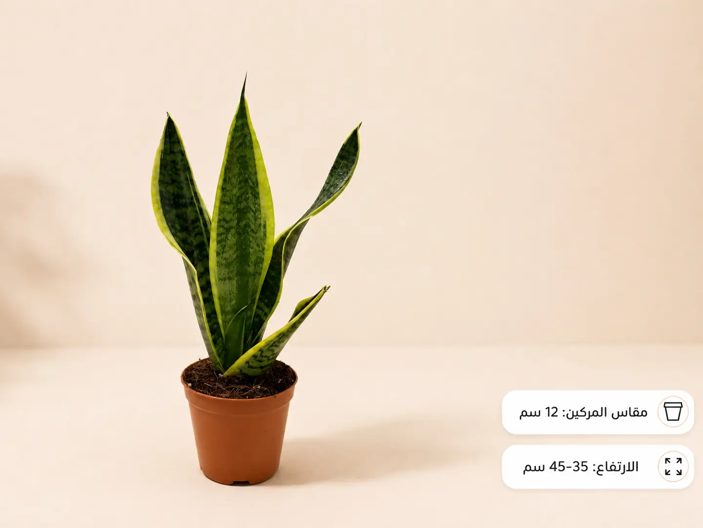 Sansevieria