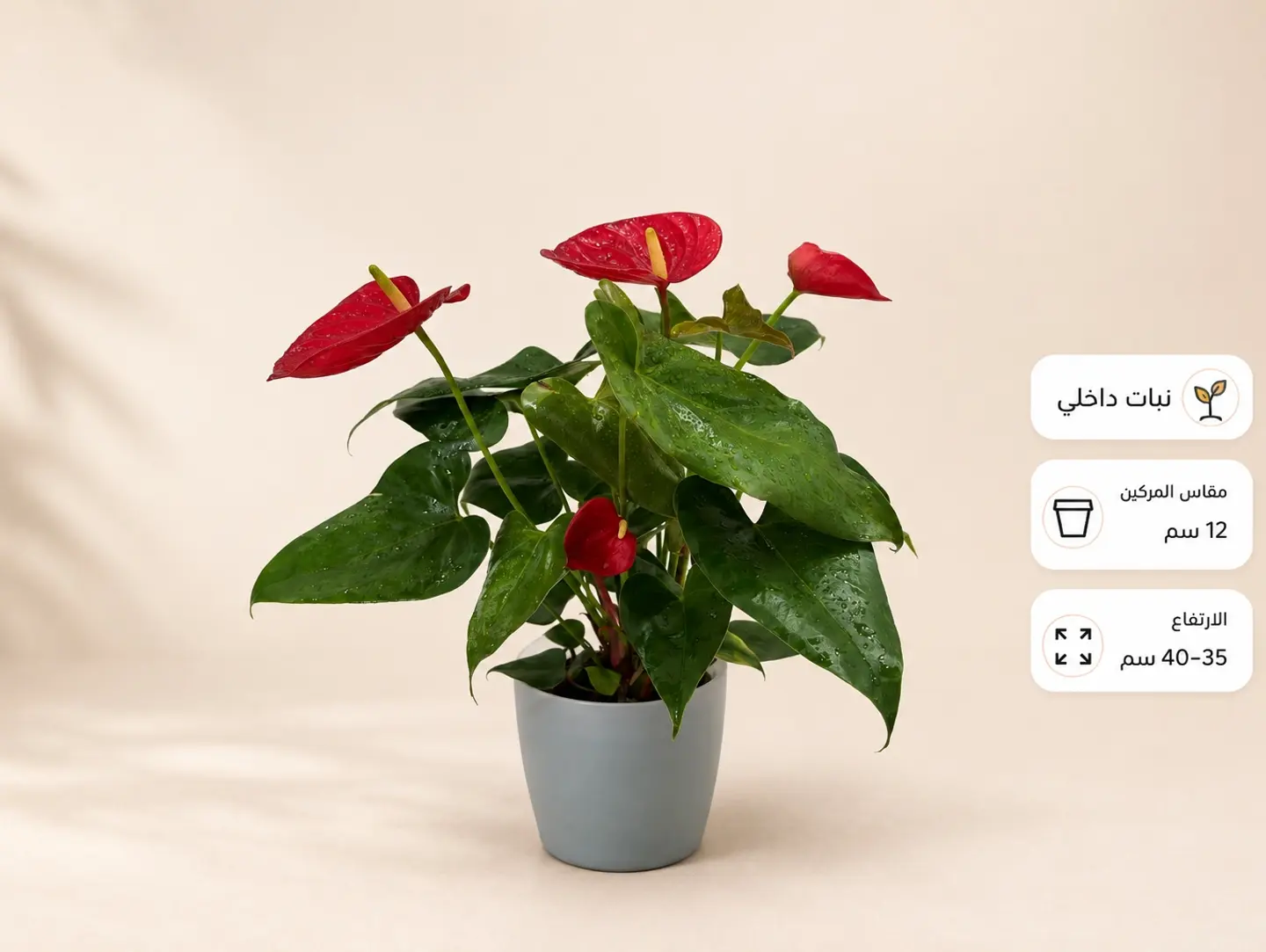 Red Anthurium