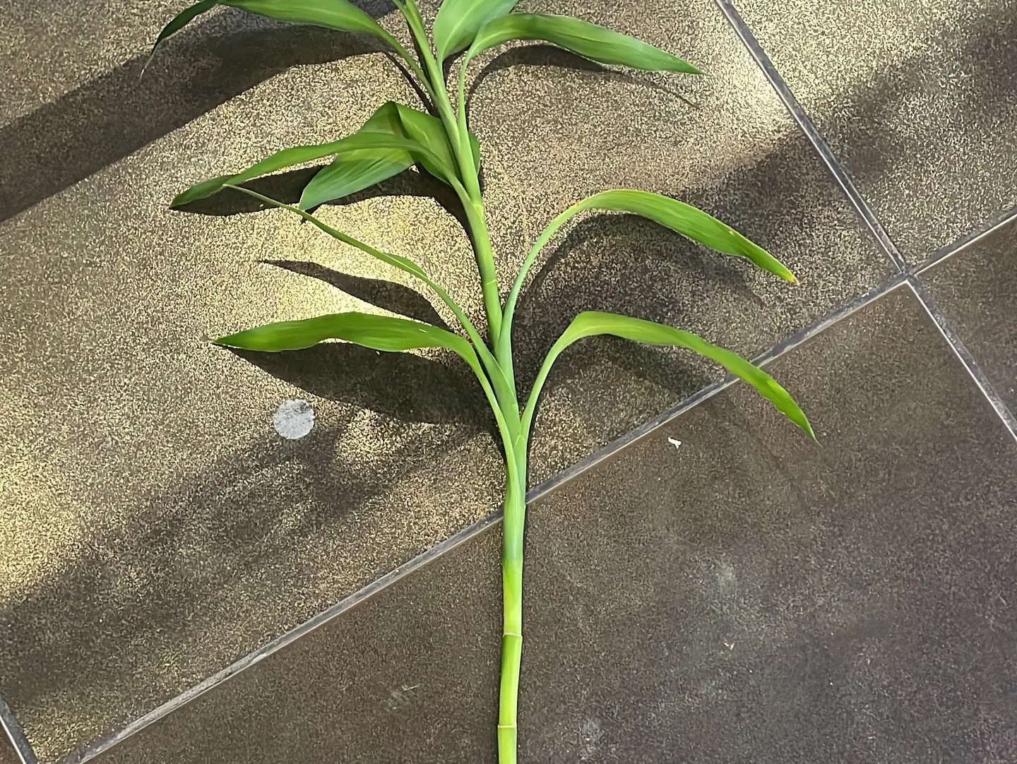 Dutch Bamboo 90 Cm