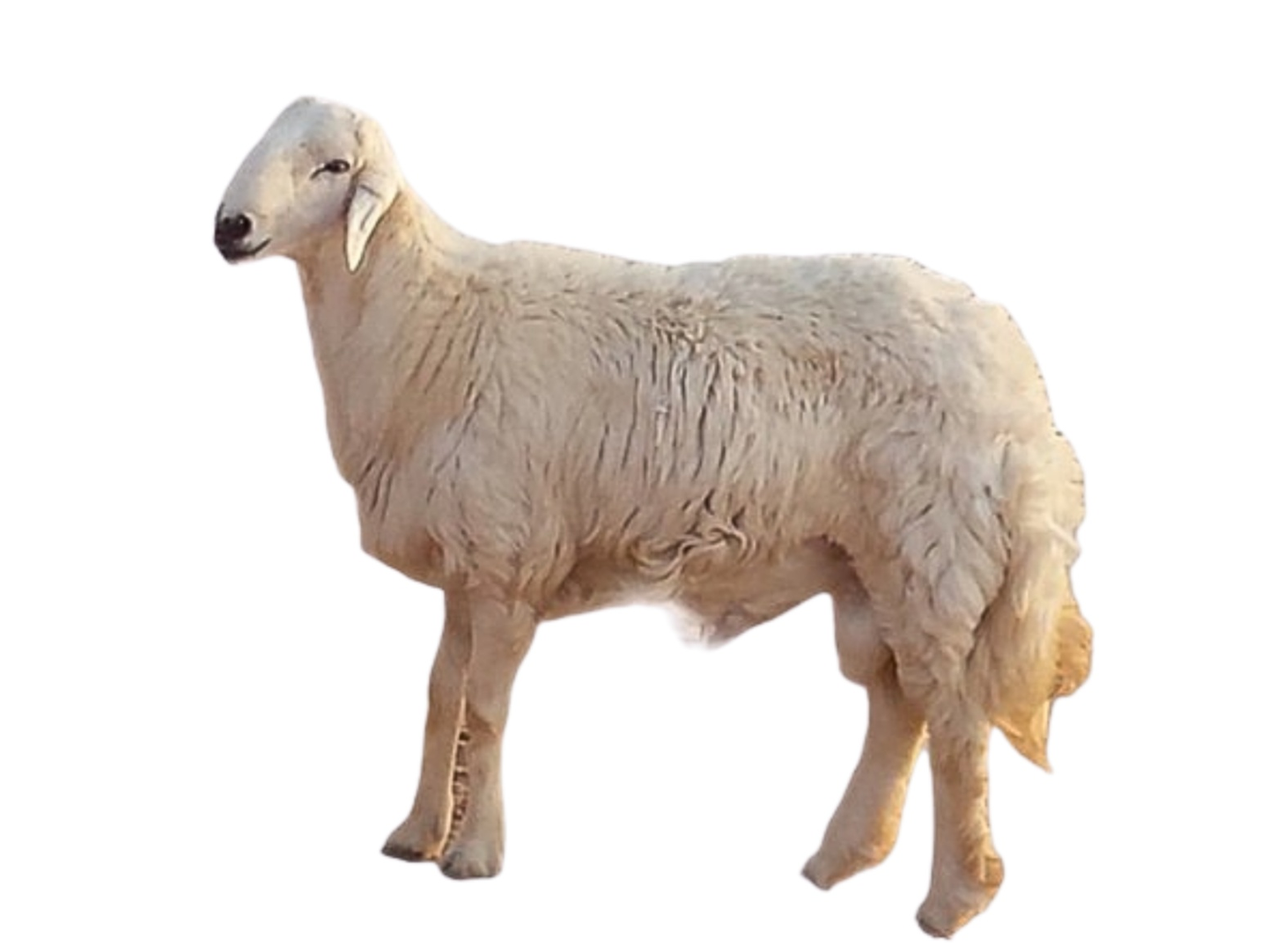 Al Jazeera Meat Large Live Hari