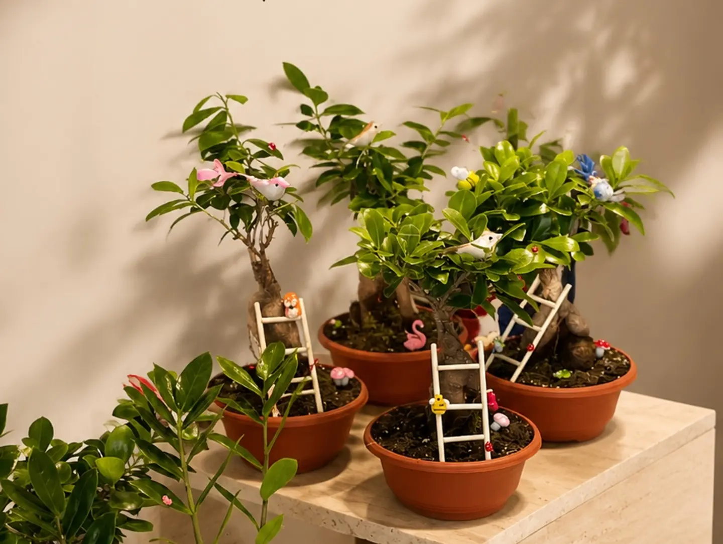 Ficus Ginseng