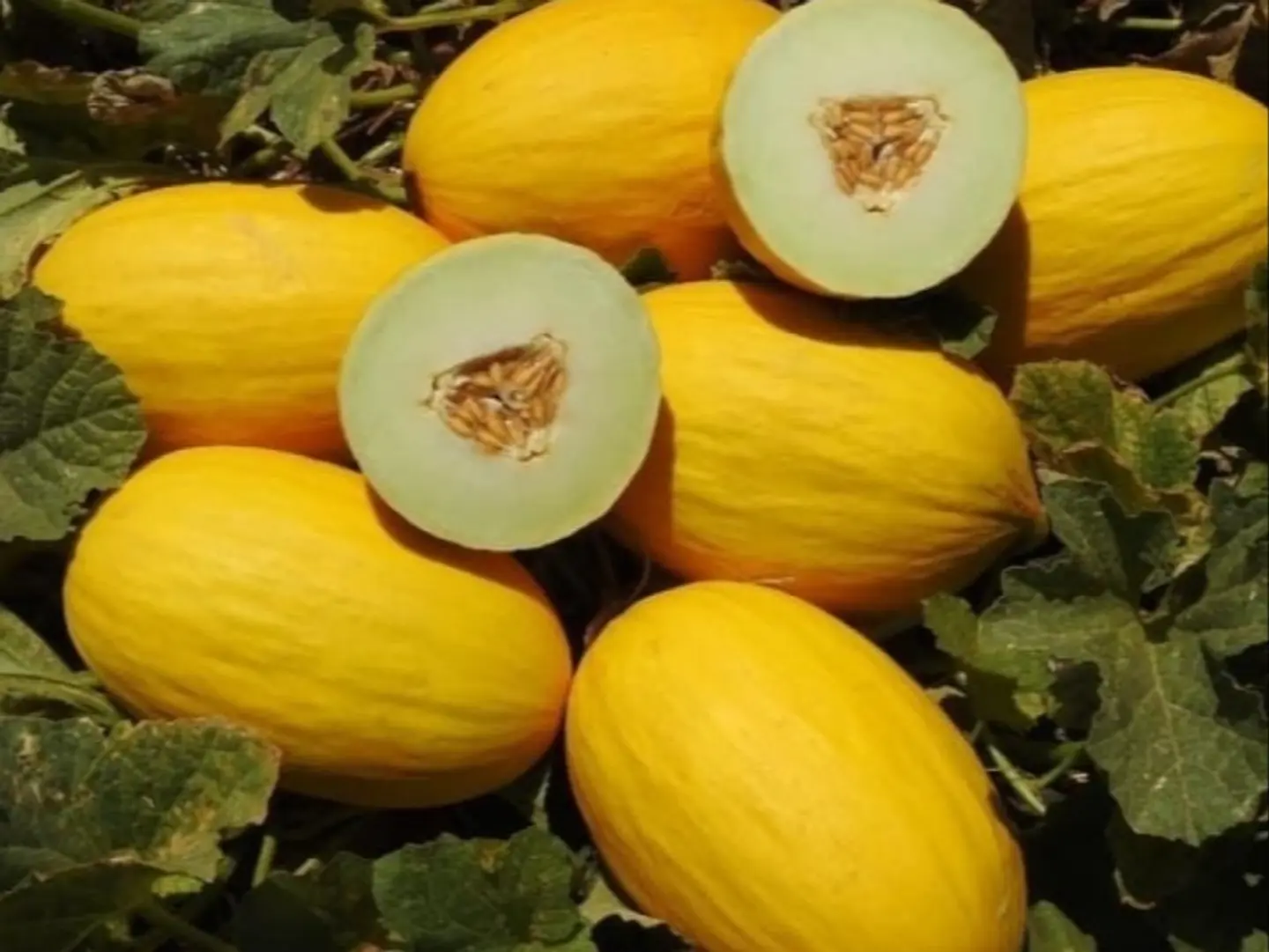 شمام اصفر