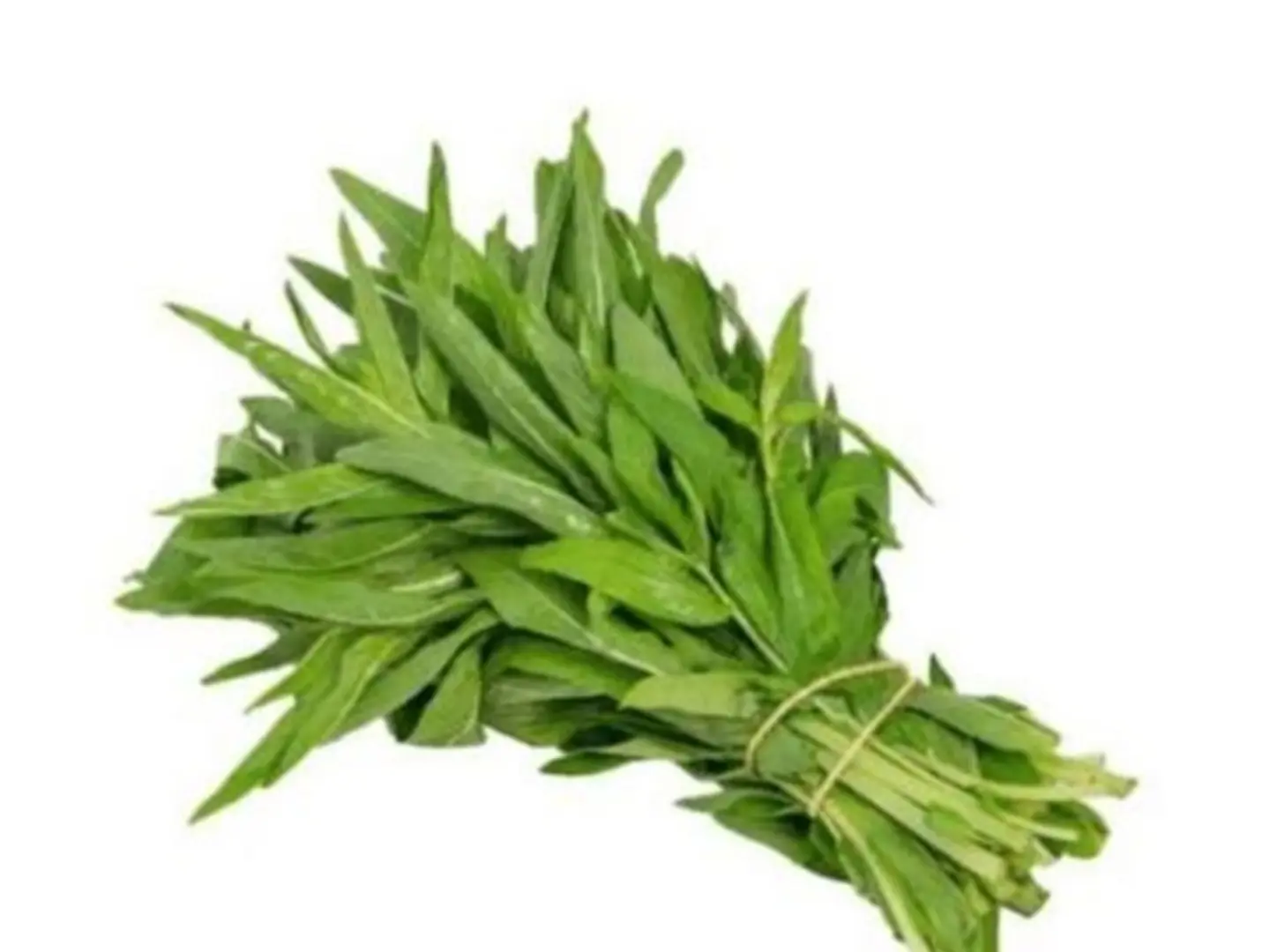 Basil