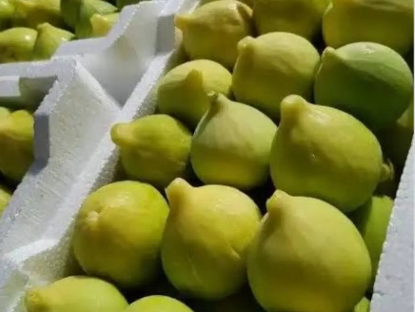 Qatif Figs