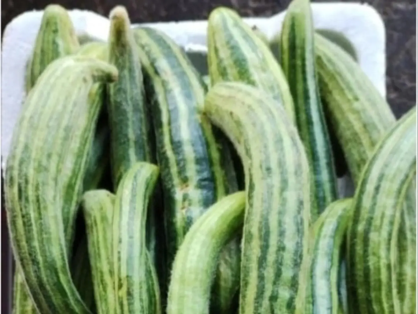 طروح بلدي فلين كبير