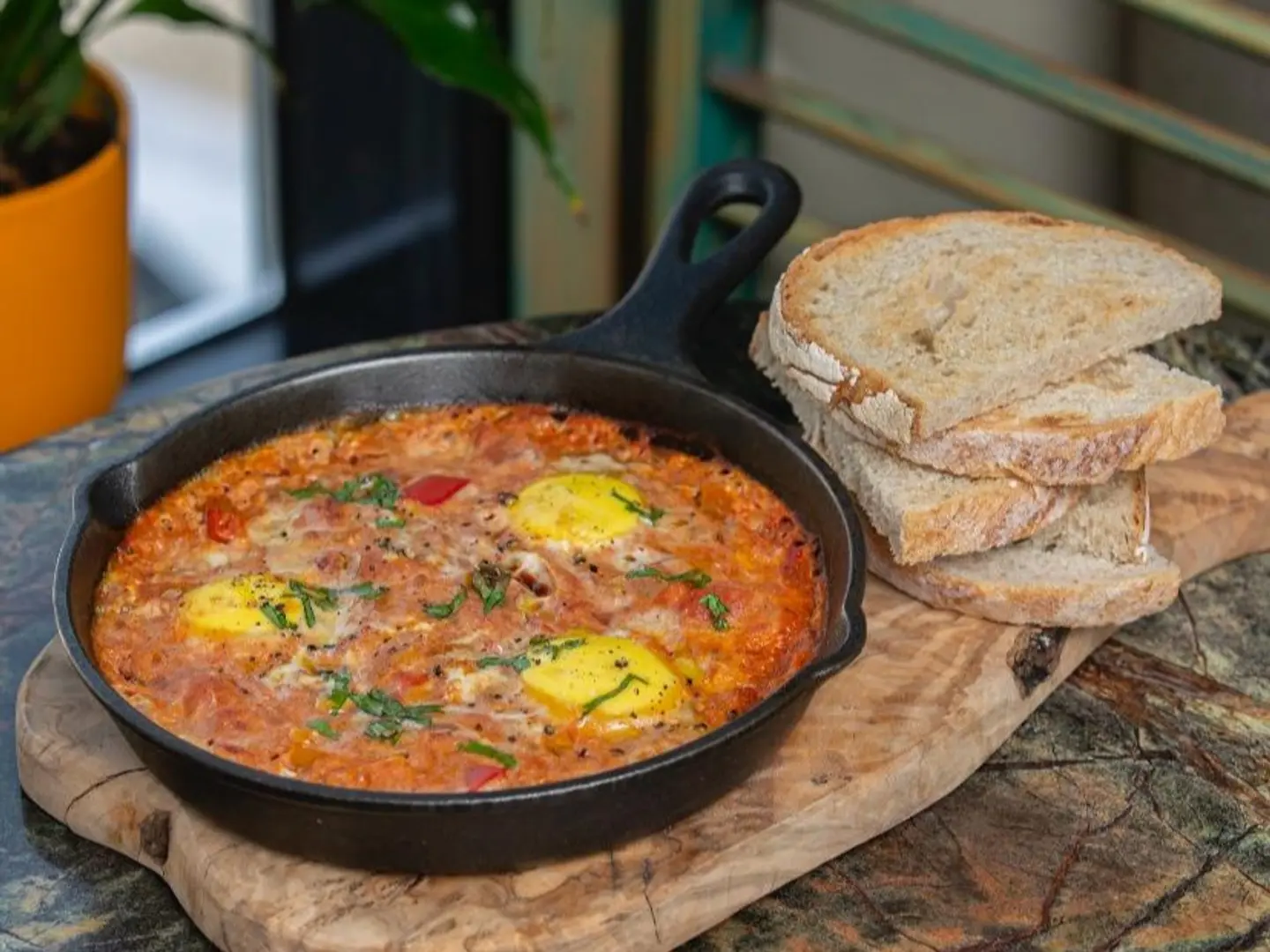 شكشوكة البحر الأبيض المتوسط