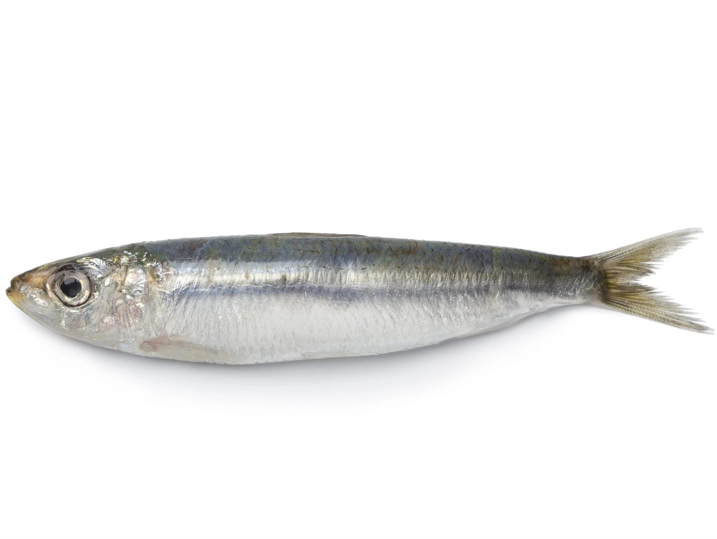 سردين مشوي بالنخالة