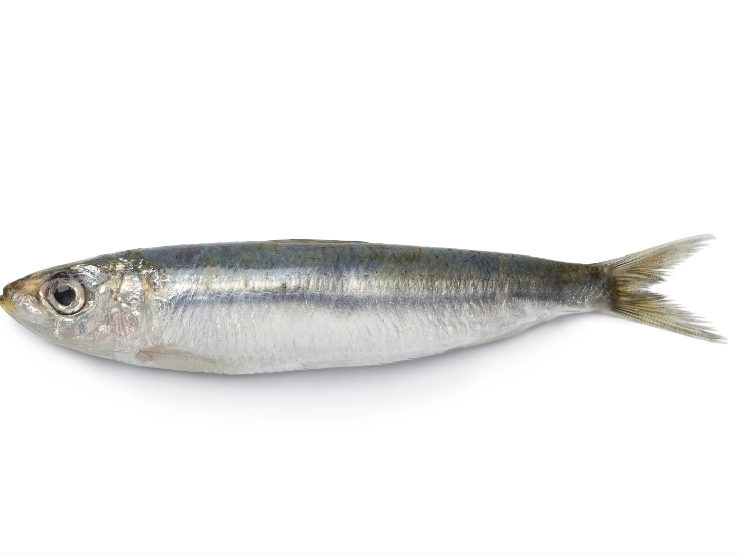 سردين مشوي بالزيت والليمون