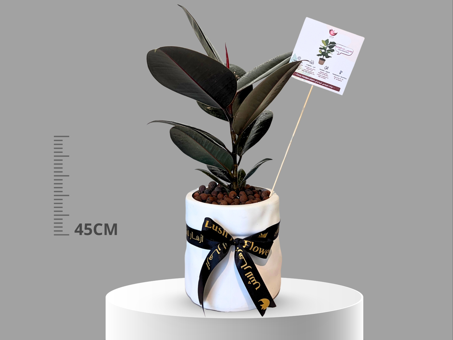 Ficus Abidjan Plant