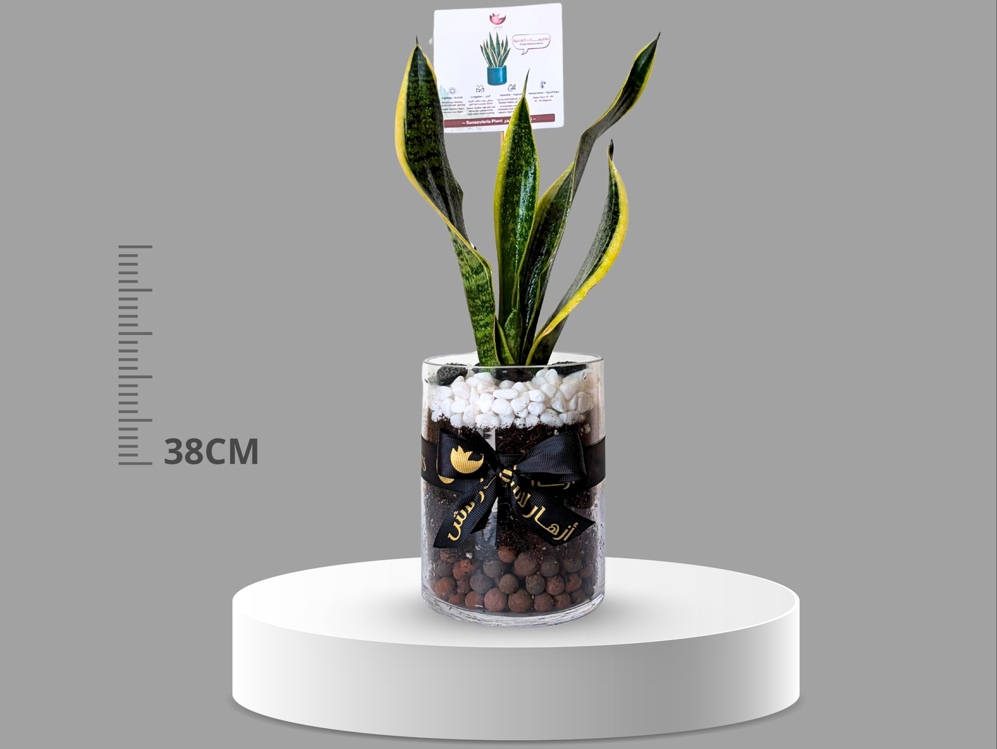 Sansevieria Plant